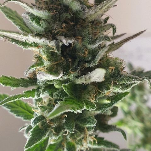 Auto Red Russian XXL growlog timeline photo