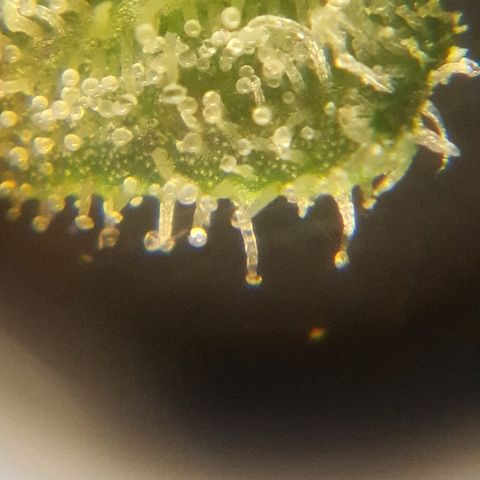 Auto Red Russian XXL growlog timeline photo