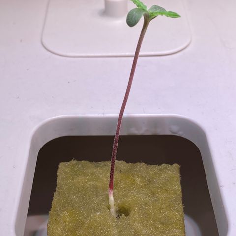 Blue Sunset Sherbert & Shiska Berry growlog photo: 01:05 Uhr Ersten beiden Shiska