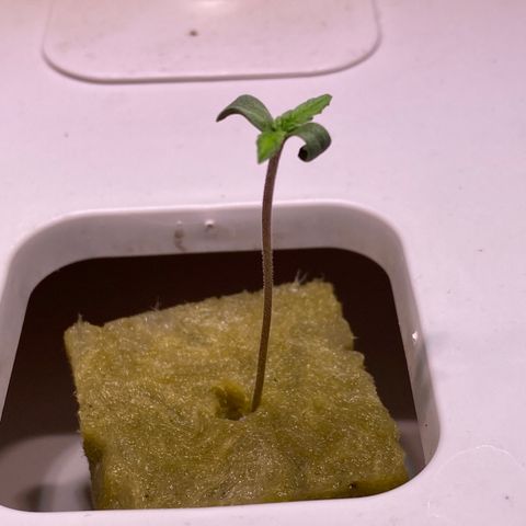 Blue Sunset Sherbert & Shiska Berry growlog photo: 01:05 Uhr Ersten beiden Shiska