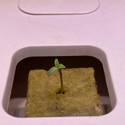 Blue Sunset Sherbert & Shiska Berry growlog photo: 01:05 Uhr Ersten beiden Shiska