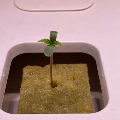 Blue Sunset Sherbert & Shiska Berry growlog photo: 01:05 Uhr Ersten beiden Shiska