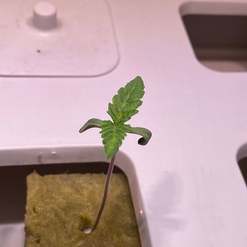 Blue Sunset Sherbert & Shiska Berry growlog photo: Blue Sunset Sherbert 1 Setzling Überreaktion auf Wurzel Enzym

Vermutlich da regular Seeds in Verbindung mit dünger