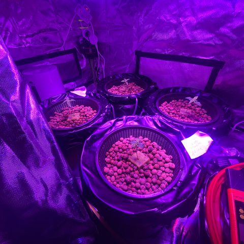 Blue Sunset Sherbert & Shiska Berry growlog photo: Umsetzen ins Zelt