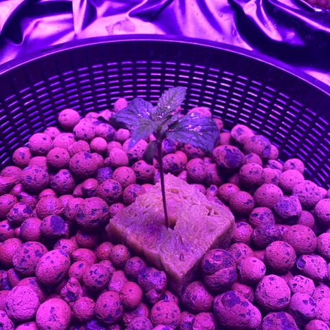 Blue Sunset Sherbert & Shiska Berry growlog timeline photo