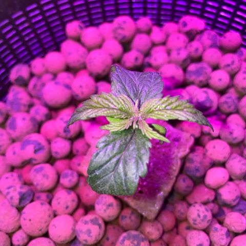 Blue Sunset Sherbert & Shiska Berry growlog timeline photo