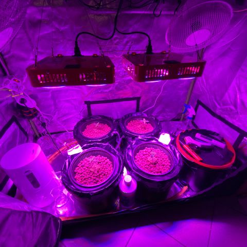 Blue Sunset Sherbert & Shiska Berry growlog timeline photo