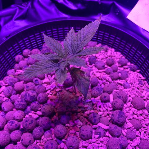 Blue Sunset Sherbert & Shiska Berry growlog timeline photo