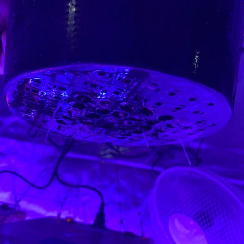 Blue Sunset Sherbert & Shiska Berry growlog photo: Erste Hydrowurzeln bei 3 von 4