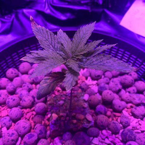 Blue Sunset Sherbert & Shiska Berry growlog timeline photo
