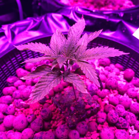 Blue Sunset Sherbert & Shiska Berry growlog timeline photo