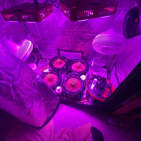 Blue Sunset Sherbert & Shiska Berry growlog timeline photo