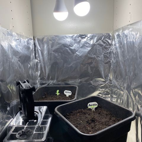 Amnesia XXL growlog photo: Neues Licht 2*20W 6500k. Abstand ca. 45cm + Innenraum mit Alu augegleidet
