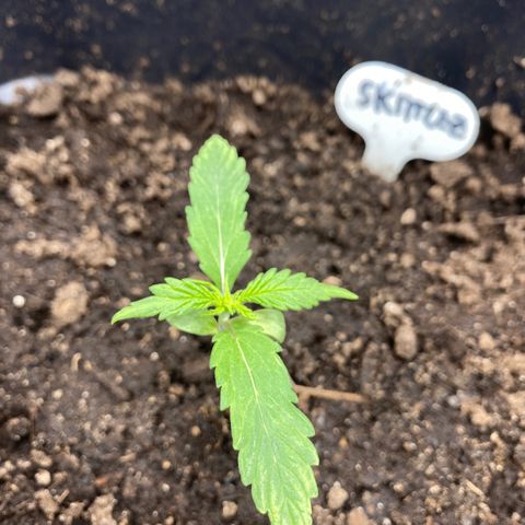 Blueberry Zkittlez growlog timeline photo
