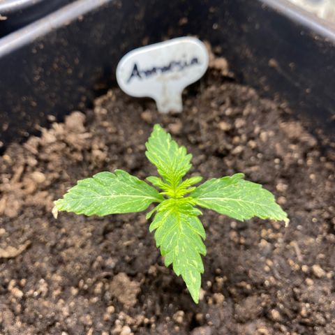 Amnesia XXL growlog timeline photo