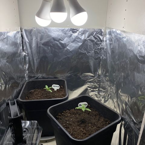 Amnesia XXL growlog photo: Neue Lampe hinzugefügt 