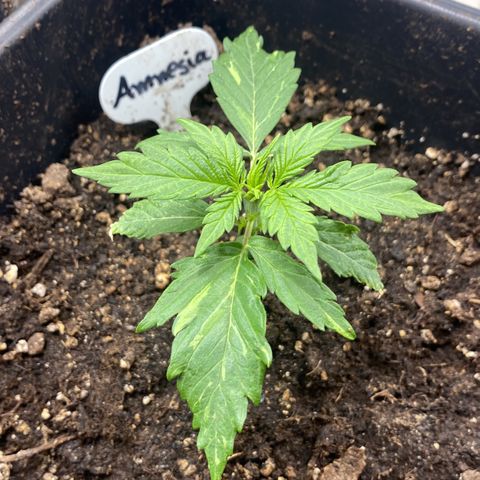 Amnesia XXL growlog timeline photo