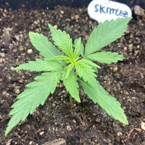 Blueberry Zkittlez growlog timeline photo