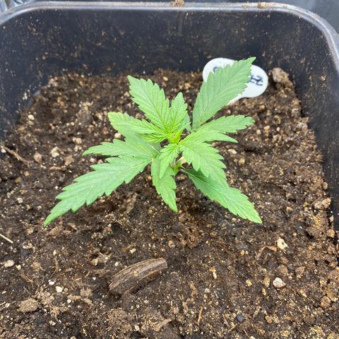 Blueberry Zkittlez growlog timeline photo