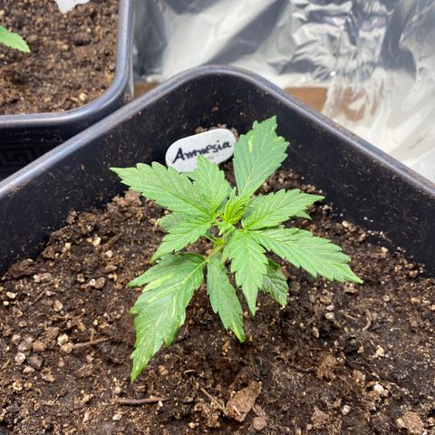Amnesia XXL growlog timeline photo