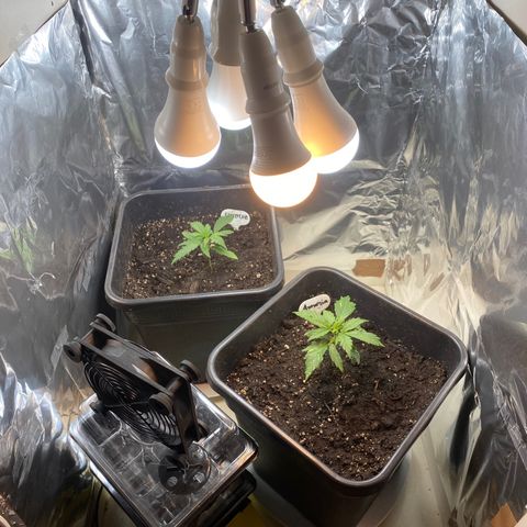 Amnesia XXL growlog photo: Eine Birne mit 2700k und 13w hinzugefügt