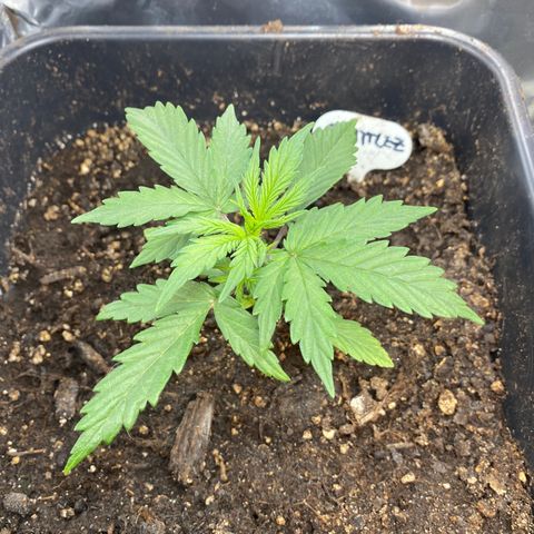 Blueberry Zkittlez growlog timeline photo