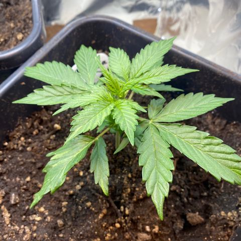 Amnesia XXL growlog timeline photo