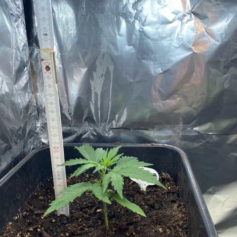 Blueberry Zkittlez growlog timeline photo