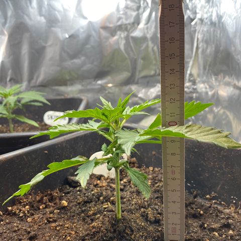 Amnesia XXL growlog timeline photo