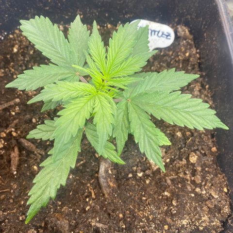 Blueberry Zkittlez growlog timeline photo