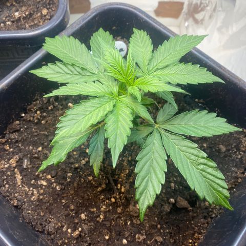 Amnesia XXL growlog timeline photo