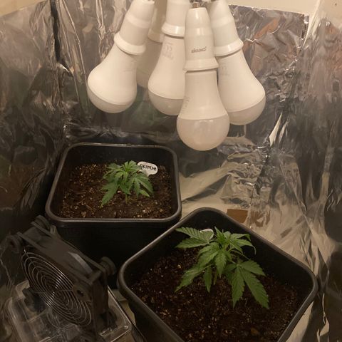 Amnesia XXL growlog photo: Eine Birne mit 2700k hinzugefügt.
Insgesamt: 3*20w (6500k) + 2*13w (2700k)