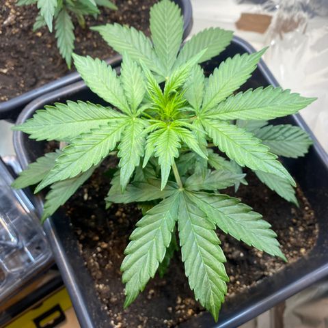 Amnesia XXL growlog timeline photo