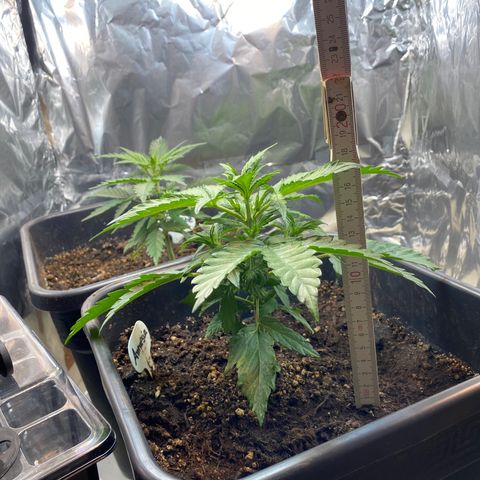 Amnesia XXL growlog timeline photo
