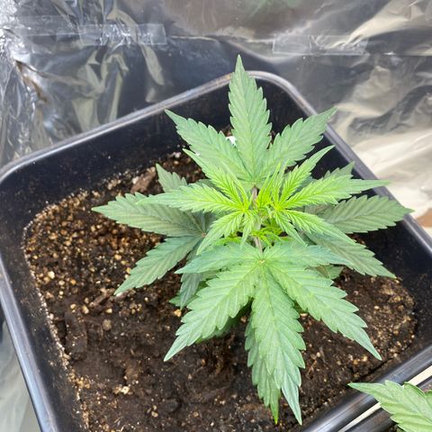 Blueberry Zkittlez growlog timeline photo