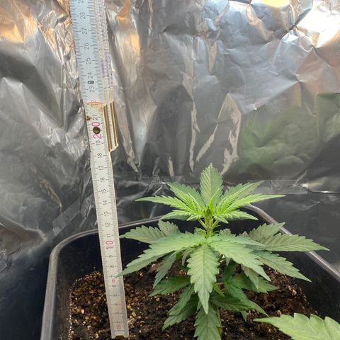 Blueberry Zkittlez growlog timeline photo