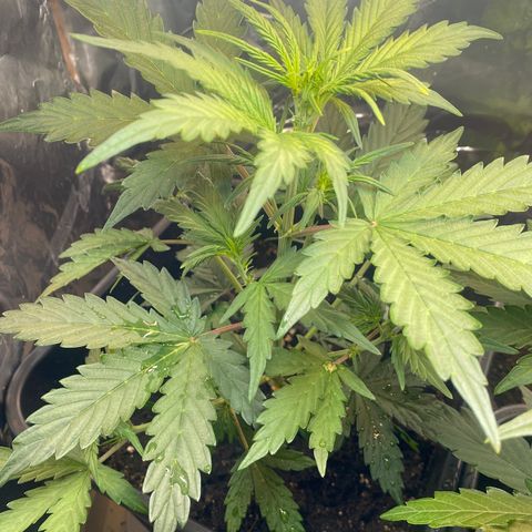 Blueberry Zkittlez growlog timeline photo