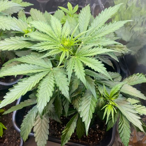 Amnesia XXL growlog timeline photo