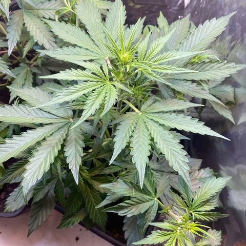 Amnesia XXL growlog timeline photo