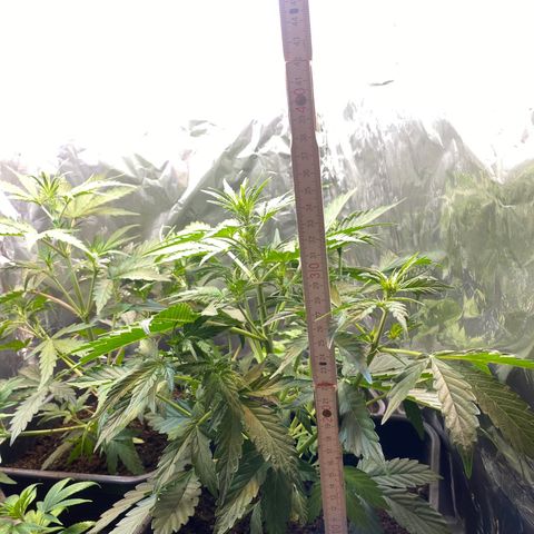 Amnesia XXL growlog timeline photo