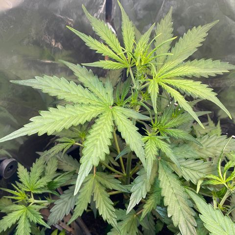 Blueberry Zkittlez growlog timeline photo
