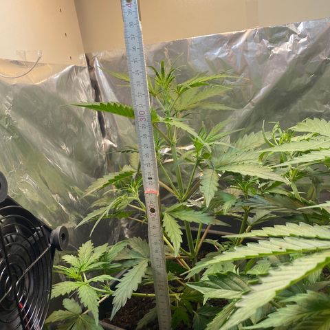 Blueberry Zkittlez growlog timeline photo