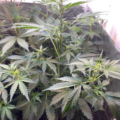 Amnesia XXL growlog timeline photo