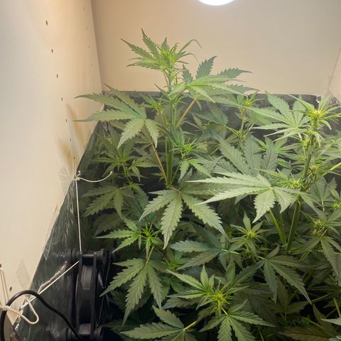 Blueberry Zkittlez growlog timeline photo