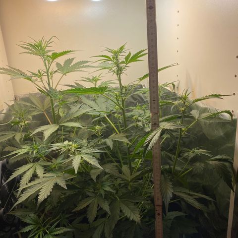 Amnesia XXL growlog timeline photo