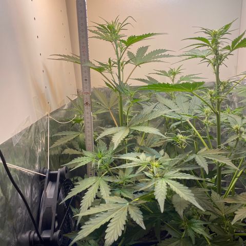 Blueberry Zkittlez growlog timeline photo