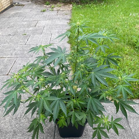 Amnesia XXL growlog timeline photo