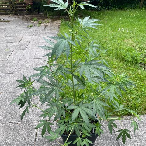 Blueberry Zkittlez growlog timeline photo