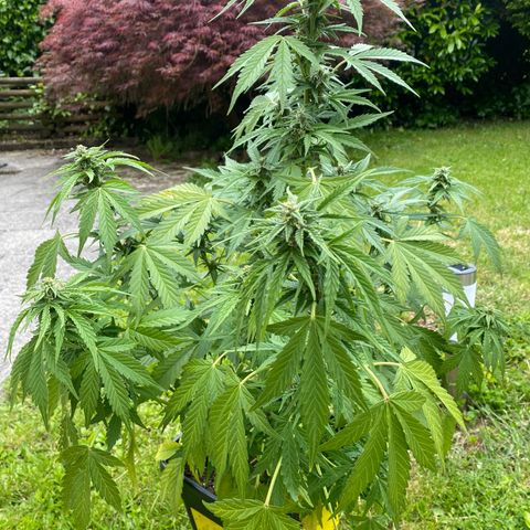 Amnesia XXL growlog timeline photo