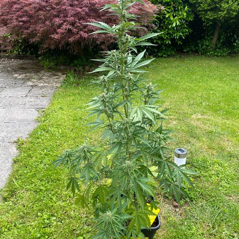 Blueberry Zkittlez growlog timeline photo